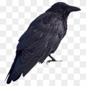 Transparent Raven Clipart Png - Dark Souls Crow Png, Png Download - bald png