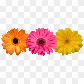Gerbera Transparent, HD Png Download - yellow daisy png