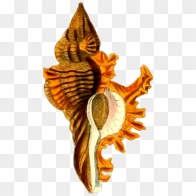 Sea Shell 29 Clip Arts - Png Image Sea Shells Hd, Transparent Png - conch shell png