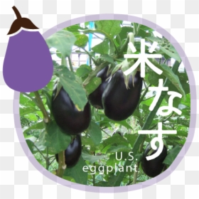 Eggplant, HD Png Download - vegetable plant png