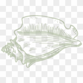 Pu"u - Hawaiian Conch - Conch Shell Clip Art, HD Png Download - conch shell png