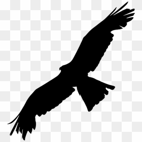 Bird,bird Of Eagle,bald - Bird Of Prey Silhouette, HD Png Download - bald png