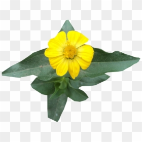 Gazania, HD Png Download - yellow daisy png