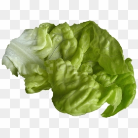 Leaf Vegetable,iceburg Leaf Lettuce,romaine Lettuce,cruciferous - Lettuce Transparent Png, Png Download - vegetable plant png