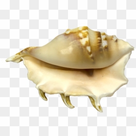 Conch, HD Png Download - conch shell png