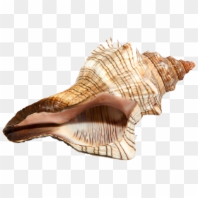 Conch Png Image File - Conch Png, Transparent Png - conch shell png
