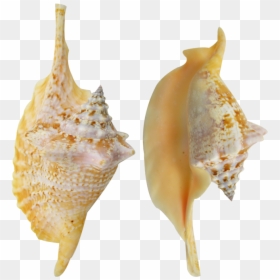 Rooster Conch Colored Shell 4-6 - Shankha, HD Png Download - conch shell png