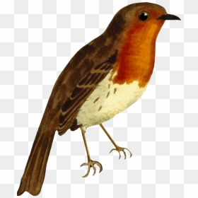 Transparent Robin Bird Png - Robin Red Breast Clipart, Png Download - robin bird png