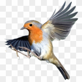 Transparent Robin Bird Png - Robin Bird Transparent, Png Download - robin bird png