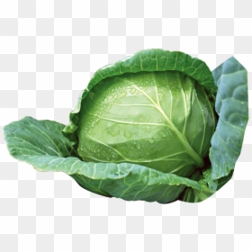 Green Cabbage Png Download - Cabbage Png, Transparent Png - collard greens png