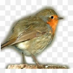 European Robin Transparent Png - European Robin, Png Download - robin bird png