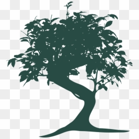 Bonsai Tree, HD Png Download - bonsai png