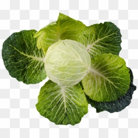 Cabbage Png Image - Cabbage, Transparent Png - collard greens png