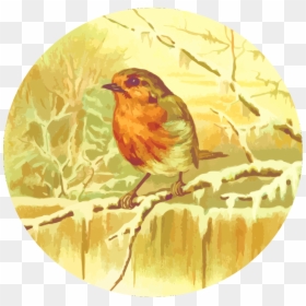 Robin - Illustration, HD Png Download - robin bird png