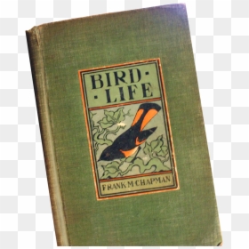 Transparent Robin Bird Png - Songbird, Png Download - robin bird png