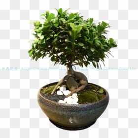 Bonzai Cicek, HD Png Download - bonsai png