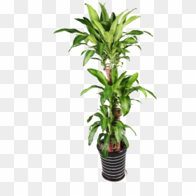 Planta De Maceta De Bonsai - Transparent Background Potted Plant Png, Png Download - bonsai png