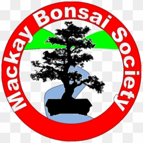 Mackay Bonsai Society - Yin Yang Zen Tree, HD Png Download - bonsai png