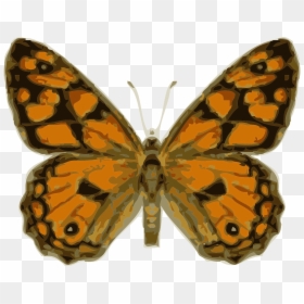 Royalty Free Images For Butterfly, HD Png Download - butterfly wing png