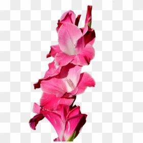 Gladiolus, Gladidus, Butterfly Greenhouse, Sword Flower - Gladiolo Png, Transparent Png - gladiolus png