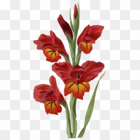 Transparent Gladiolus Png - Gladiolus Png, Png Download - gladiolus png