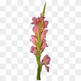 Transparent Gladiolus Png - Gladiolus, Png Download - gladiolus png