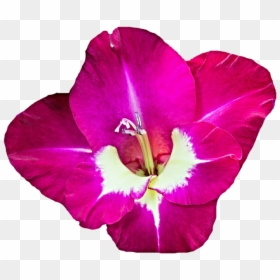 Download Gladiolus Png Free Download - Clip Art Free Gladiolus, Transparent Png - gladiolus png