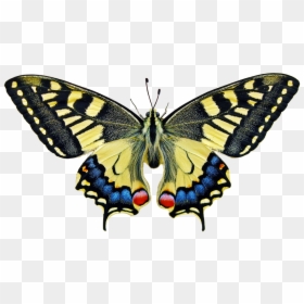 Butterfly, Insect, Wing, Lepidoptera, Nature, Bright - Butterfly Insect, HD Png Download - butterfly wing png