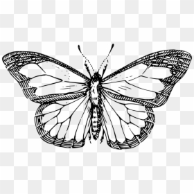 Butterfly, Wings, Insect, Antenna - Butterfly Outline Transparent, HD Png Download - butterfly wing png