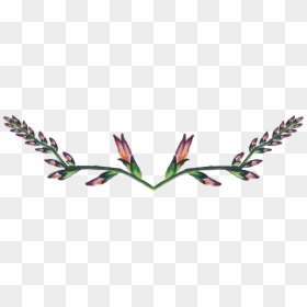Canna Lily, HD Png Download - gladiolus png
