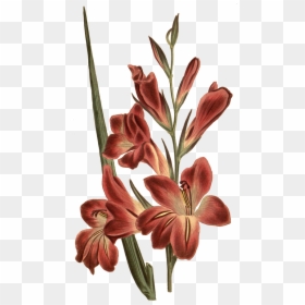 Gladiolus Botanical Illustration , Png Download - Gladiolus Flower Tattoo, Transparent Png - gladiolus png