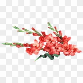 Gladiolus Background, HD Png Download - gladiolus png