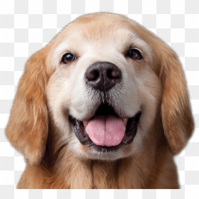Dog Png Image - Najmądrzejsze Zwierzę Na Świecie, Transparent Png - dog nose png