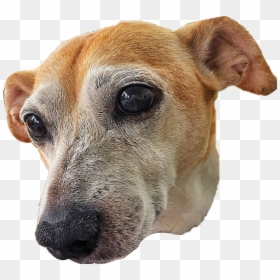 Cur,rare Breed ,potcake Dog,fawn,companion Dog,ear - Png Images Dog Heads, Transparent Png - dog nose png
