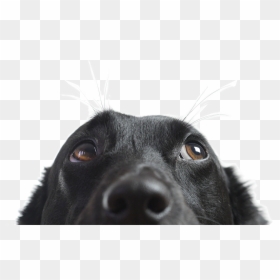 Animal Nose Png - Hound Of The Baskervilles Hound, Transparent Png - dog nose png