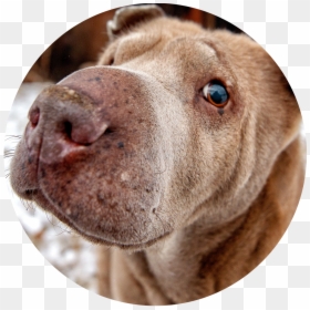 Companion Dog, HD Png Download - dog nose png
