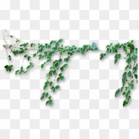 Vines Transparent Background, HD Png Download - ivy vine png