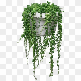 String Of Pearls/beads In A Hanging Basket 6" - Pearl Plant, HD Png Download - ivy vine png