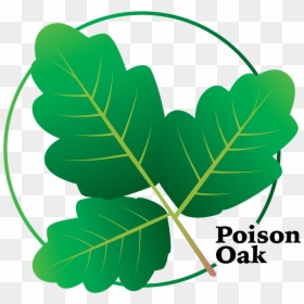 Poison Oak Clipart, HD Png Download - ivy vine png