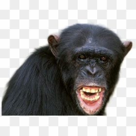 Chimpanzee Png Image - Chimpanzee Alpha Male, Transparent Png - chimpanzee png