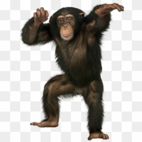 Chimpanzee Standing, HD Png Download - chimpanzee png