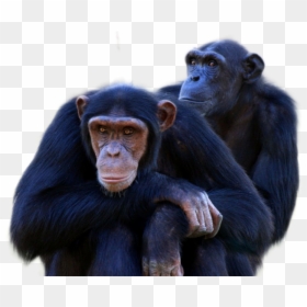 Chimpanzee Png Image - Chimpanzee Male And Female, Transparent Png - chimpanzee png