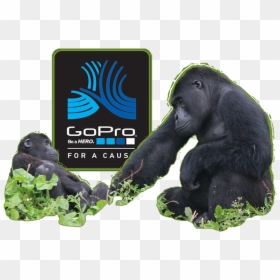 Mountain Gorilla, HD Png Download - chimpanzee png