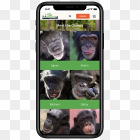 Common Chimpanzee, HD Png Download - chimpanzee png