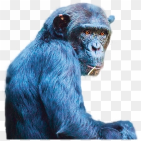 Chimp Cutout - Common Chimpanzee, HD Png Download - chimpanzee png