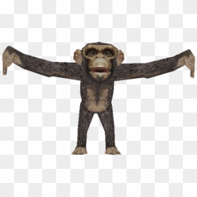 Download Zip Archive - Monkey, HD Png Download - chimpanzee png