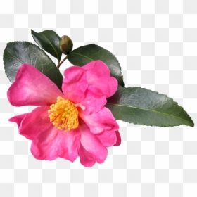 Camellia, Flower, Pollen, Garden, Nature, Cut Out - Camellia Sasanqua, HD Png Download - pollen png