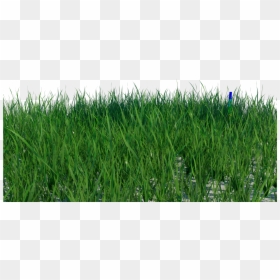 Transparent Grass Blade Texture Png - Short Grass Texture, Png Download - blade of grass png