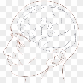 Human Head Diagram, HD Png Download - human head png