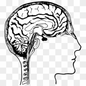 Brain Human Body Head Drawing Transparent Png - Human Brain Clip Art, Png Download - human head png